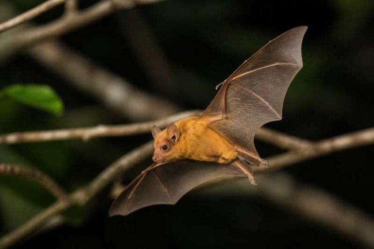 Image of a Cuban Yellow Bat in its natural habitat