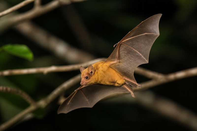 Image of a Cuban Yellow Bat in its natural habitat