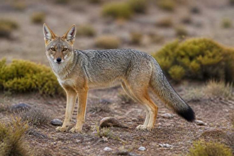 Image of a Culpeo in its natural habitat