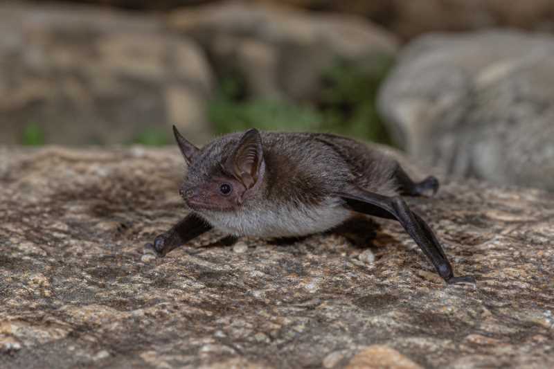 Image of a Curaçao Myotis in its natural habitat