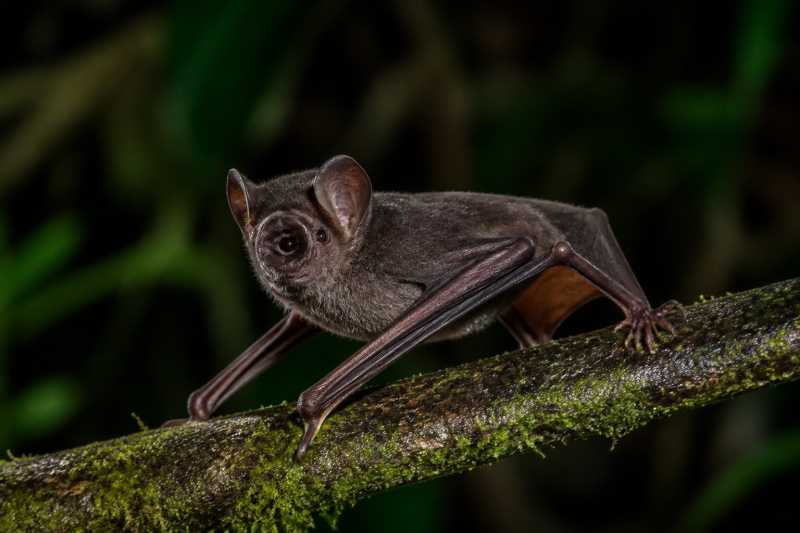 Image of a Cyclops Roundleaf Bat in its natural habitat