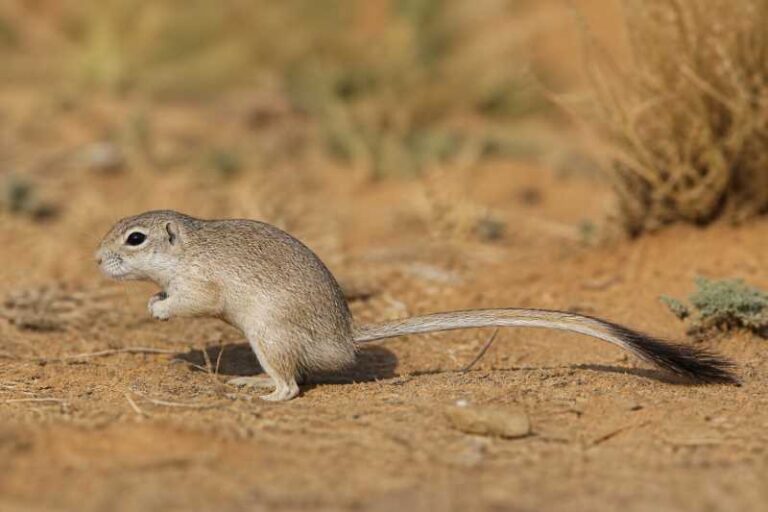Image of a Dahl's Jird in its natural habitat