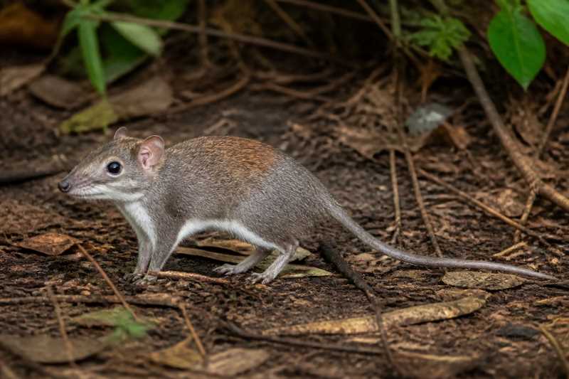 Image of a Dalat Gymnure in its natural habitat