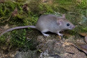 Image of a Dalton's Soft-furred Mouse in its natural habitat