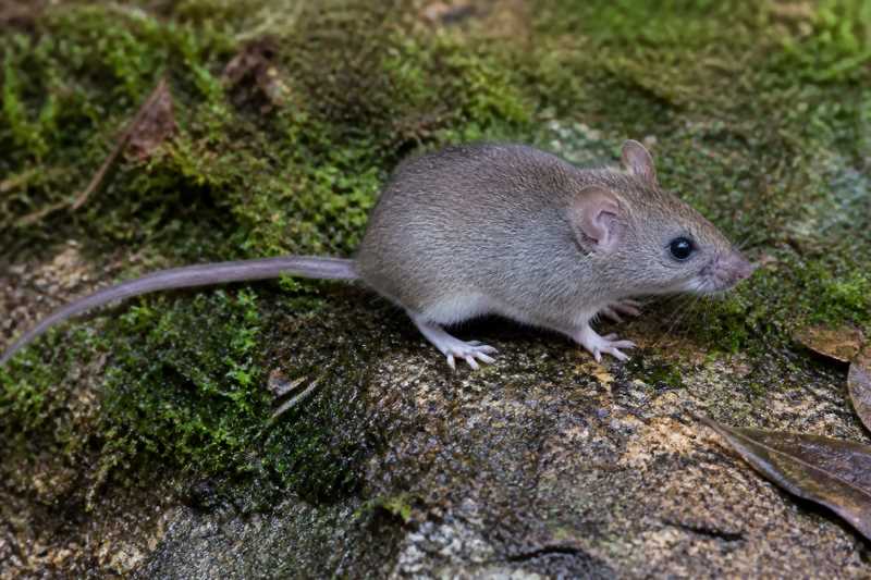 Image of a Dalton's Soft-furred Mouse in its natural habitat