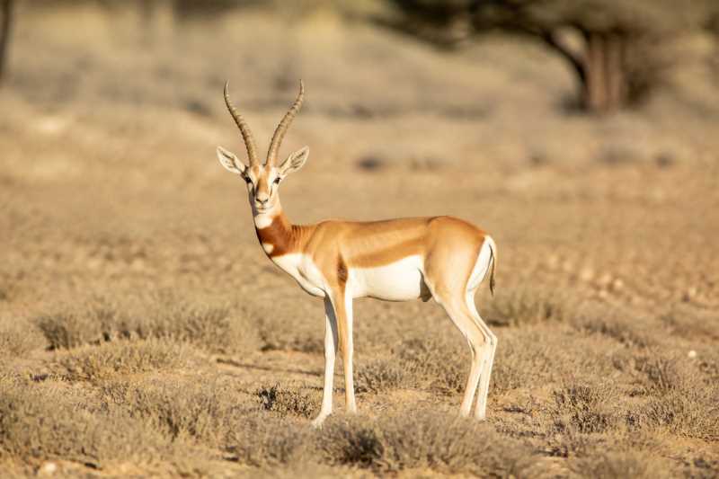 Image of a Dama Gazelle in its natural habitat