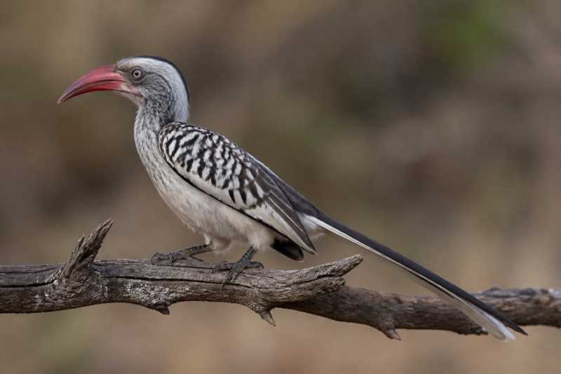 Image of a Damara Red-billed Hornbill in its natural habitat