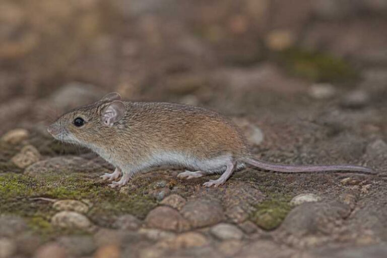 Image of a Daphne's Oldfield Mouse in its natural habitat