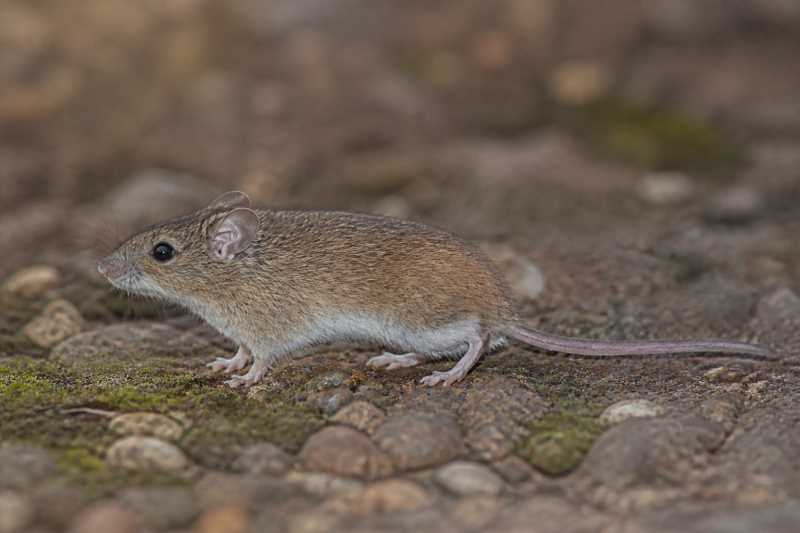 Image of a Daphne's Oldfield Mouse in its natural habitat