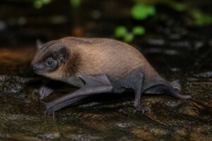 Image of a Dar-es-Salaam Pipistrelle in its natural habitat