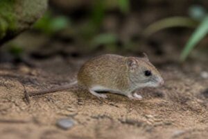 Image of a Darién Harvest Mouse in its natural habitat