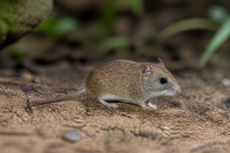 Image of a Darién Harvest Mouse in its natural habitat