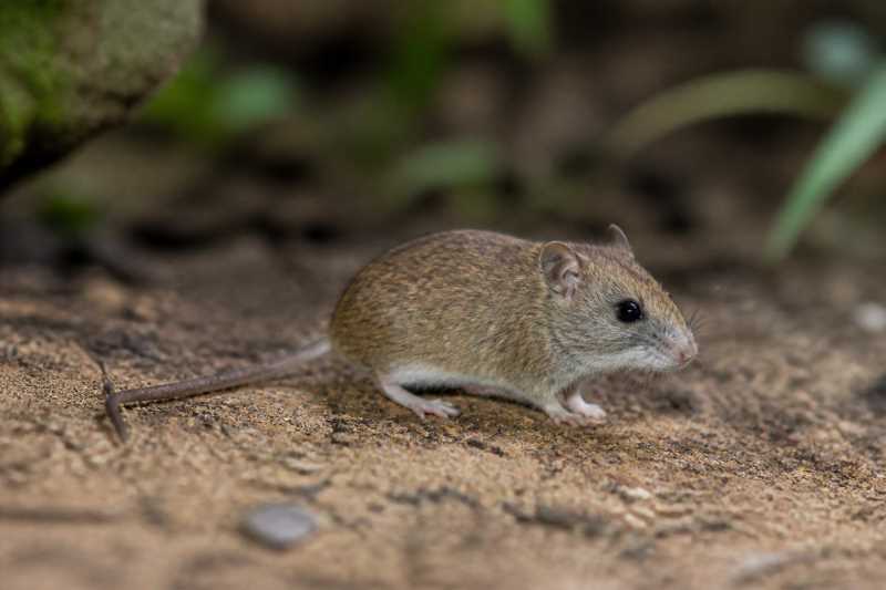 Image of a Darién Harvest Mouse in its natural habitat