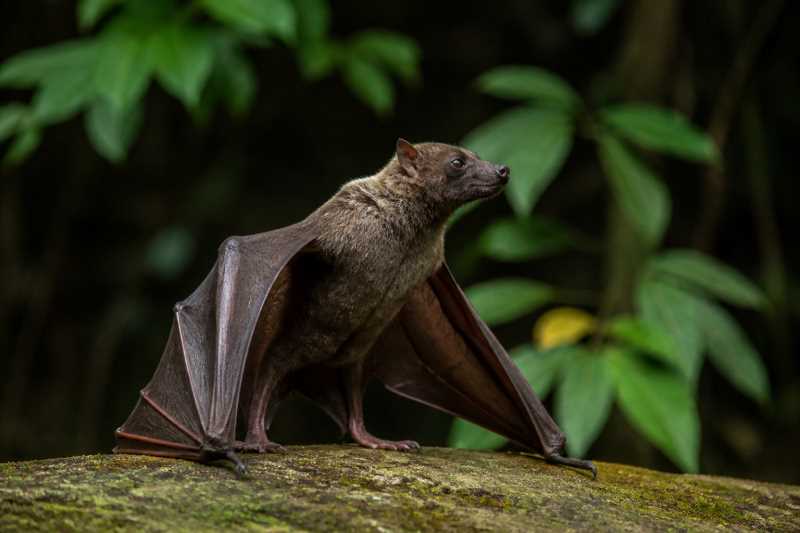 Image of a Dark Fruit-eating Bat in its natural habitat