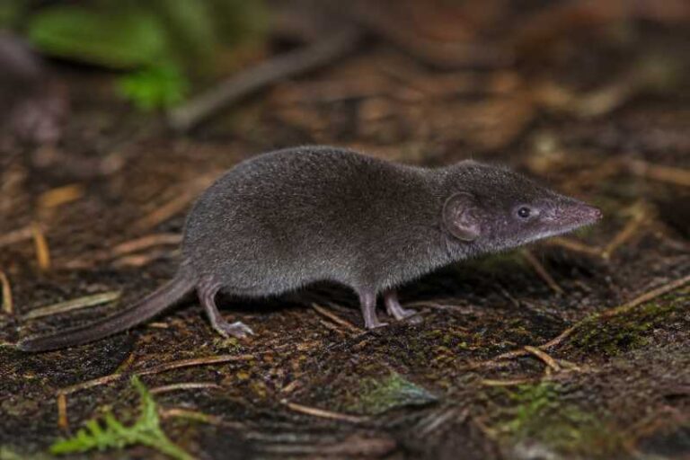 Image of a Dark Shrew Tenrec in its natural habitat