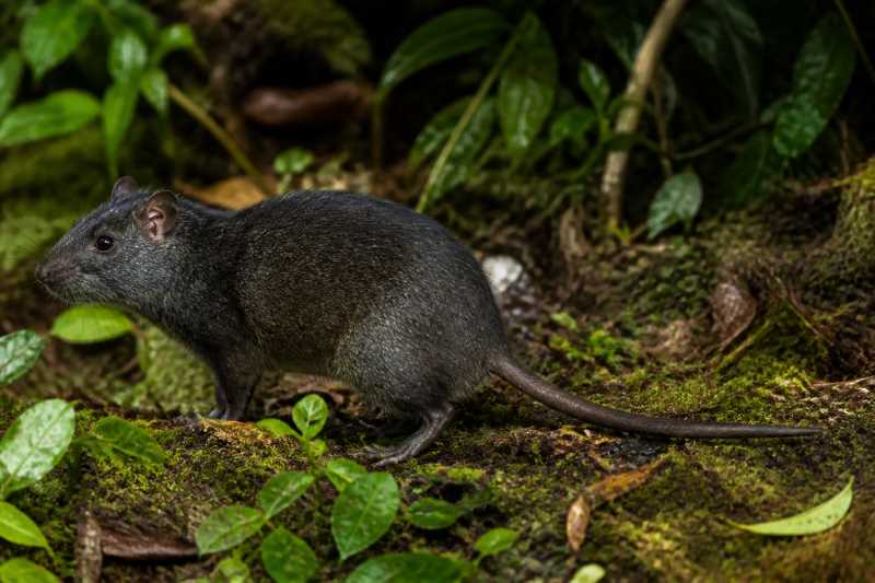 Image of a Dark Tree-rat in its natural habitat