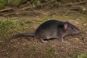 Image of a Dark-colored Brush-furred Rat in its natural habitat