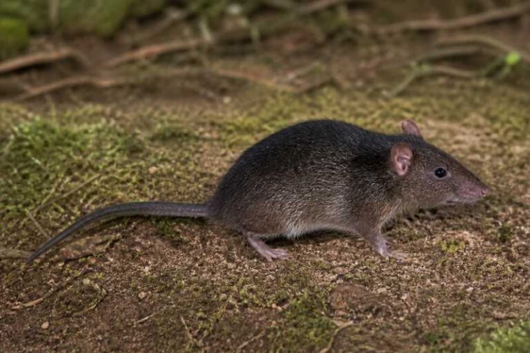 Image of a Dark-colored Brush-furred Rat in its natural habitat
