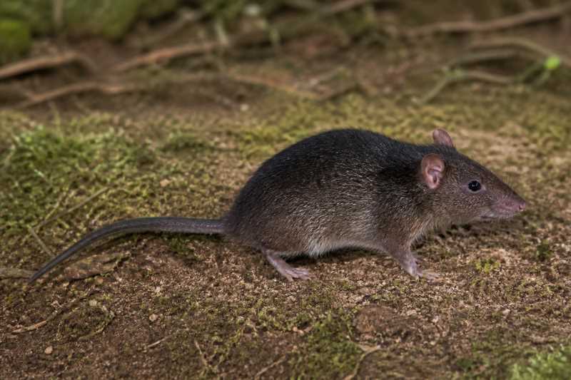 Image of a Dark-colored Brush-furred Rat in its natural habitat