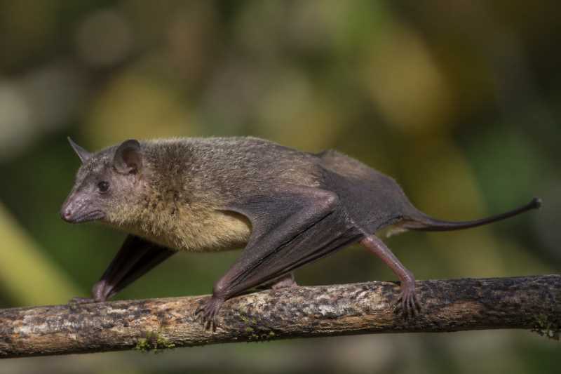 Image of a Dashe's Nectar Bat in its natural habitat