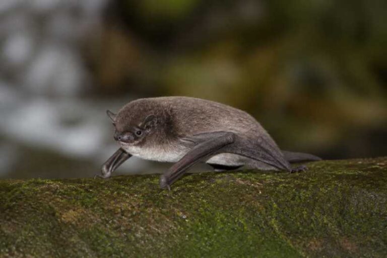 Image of a Daubenton's Myotis in its natural habitat