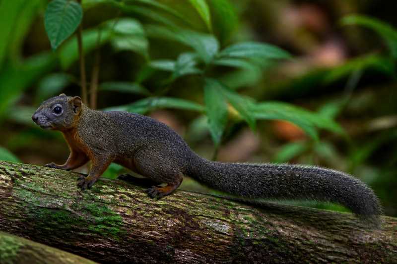 Image of a Davao Squirrel in its natural habitat