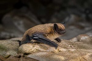 Image of a David's Myotis in its natural habitat