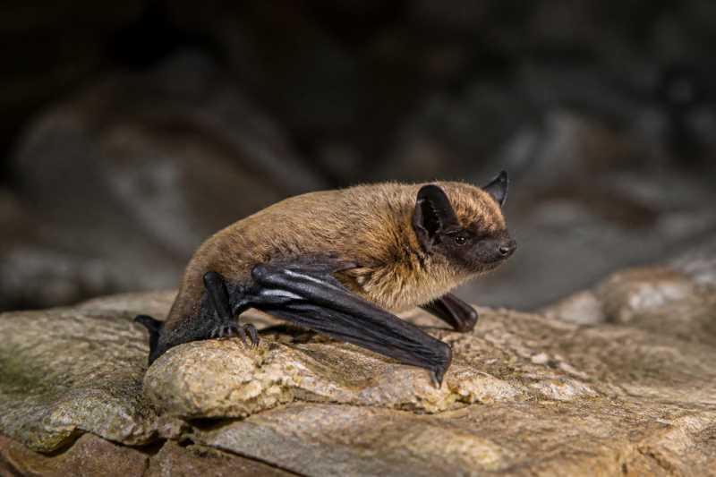 Image of a David's Myotis in its natural habitat