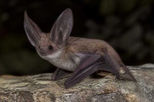 Image of a Davies's Big-eared Bat in its natural habitat