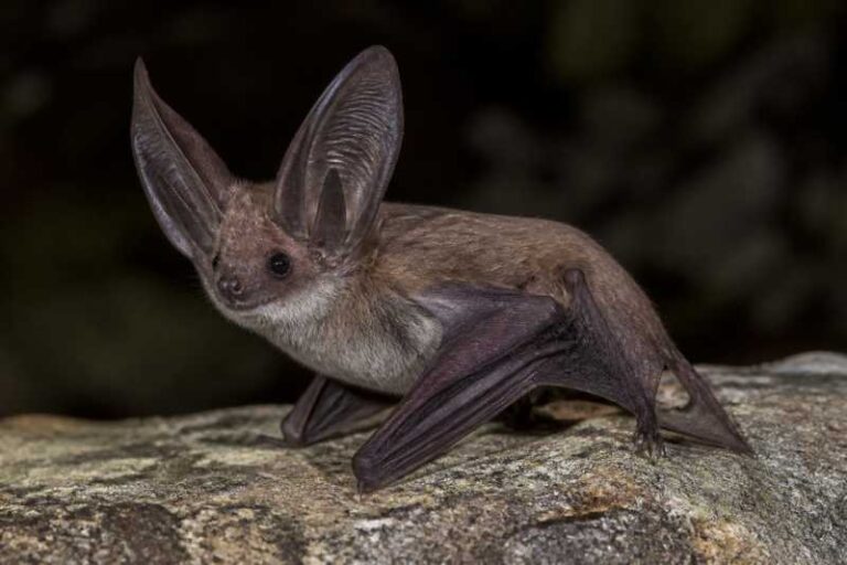 Image of a Davies's Big-eared Bat in its natural habitat