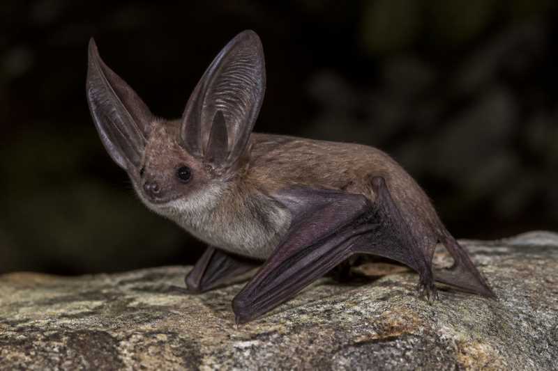 Image of a Davies's Big-eared Bat in its natural habitat