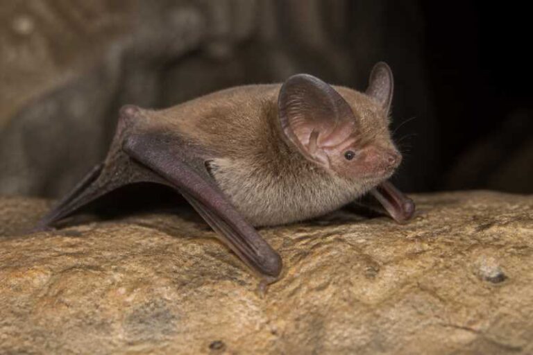Image of a Davis's Round-eared Bat in its natural habitat