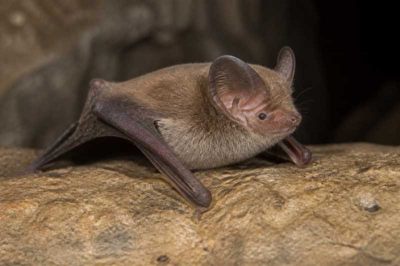 Image of a Davis's Round-eared Bat in its natural habitat