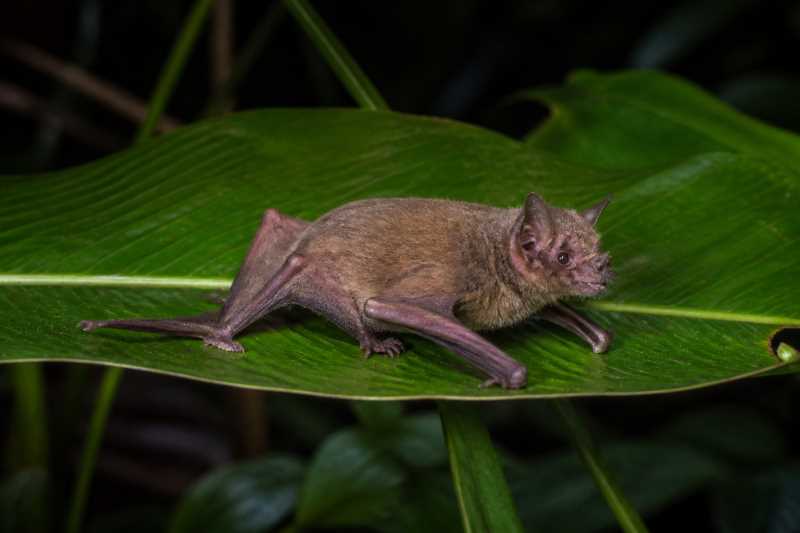 Image of a Davis's Tent-making Bat in its natural habitat