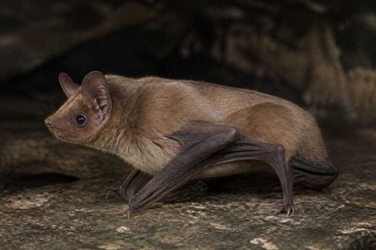 Image of a De Winton's Long-eared Serotine in its natural habitat