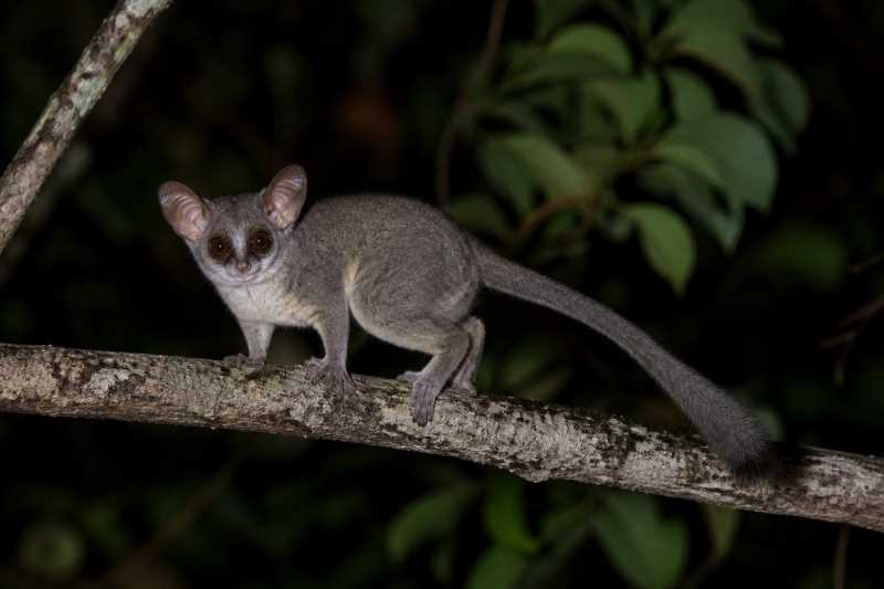 Image of a Demidoff's Dwarf Galago in its natural habitat