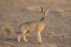 Image of a Desert Hare in its natural habitat