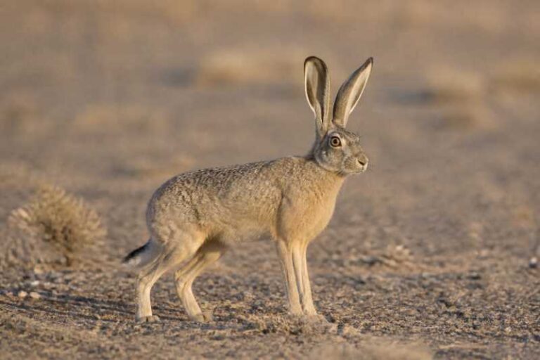 Image of a Desert Hare in its natural habitat