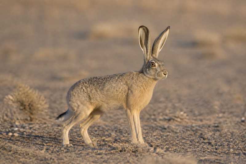 Image of a Desert Hare in its natural habitat
