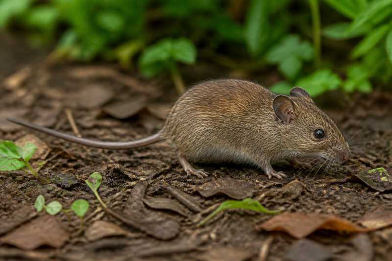 Image of a Diauarum Grass Mouse in its natural habitat