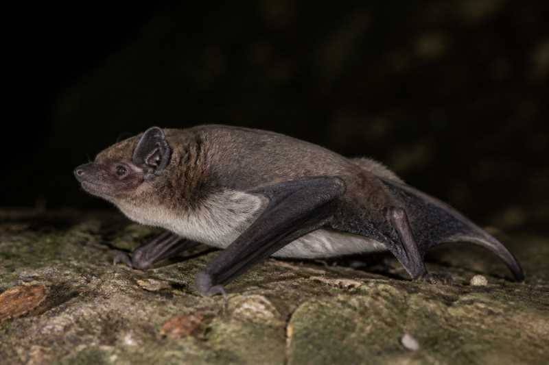 Image of a Diminutive Serotine in its natural habitat