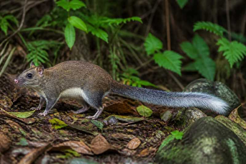 Image of a Dinagat Bushy-tailed Cloud Rat in its natural habitat