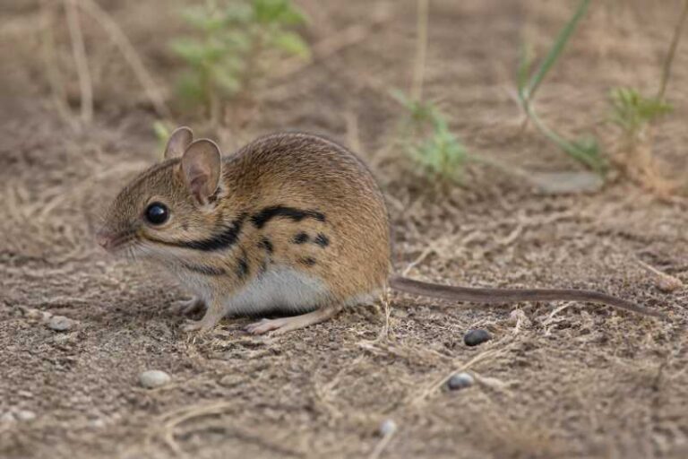 Image of a Distinguished Oldfield Mouse in its natural habitat