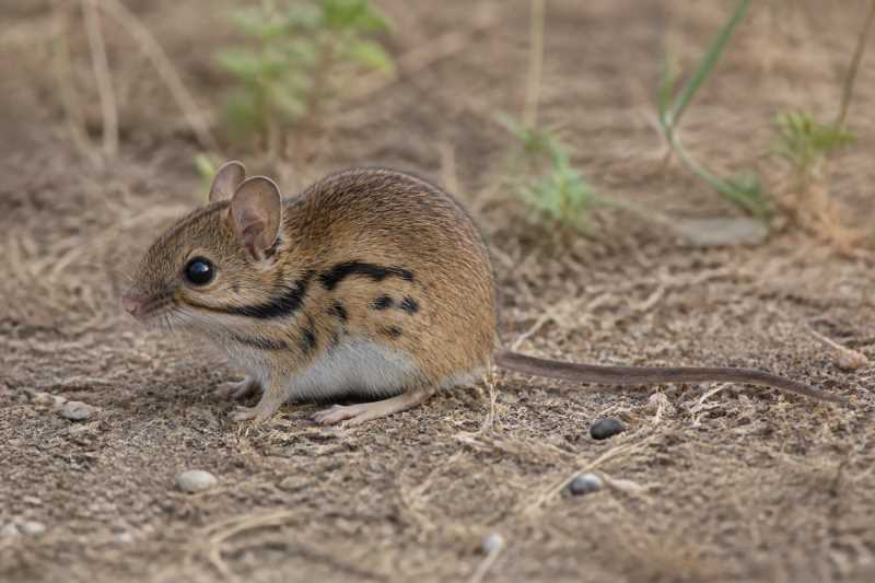 Image of a Distinguished Oldfield Mouse in its natural habitat