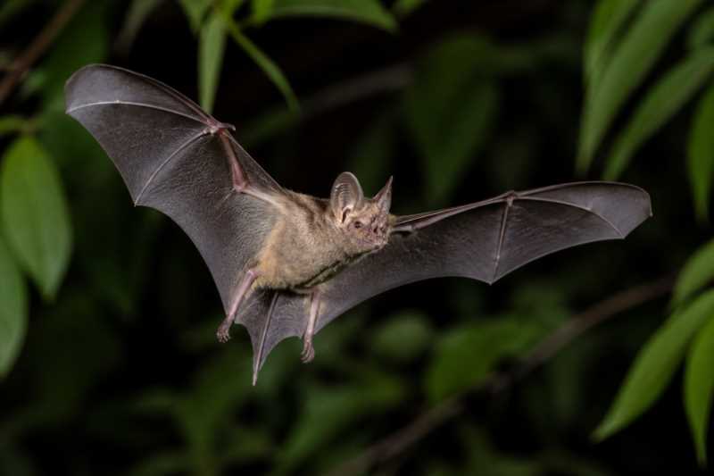 Image of a Dobson's Lesser Mustached Bat in its natural habitat