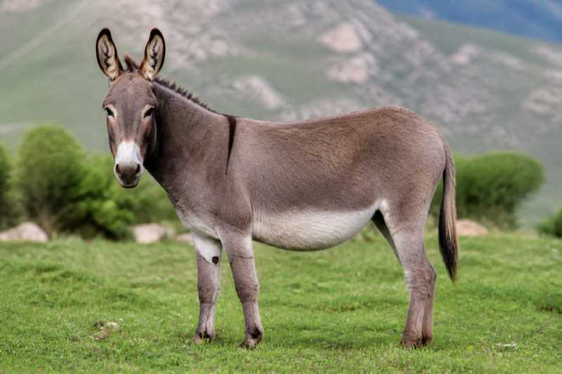 Image of a Domestic Ass in its natural habitat