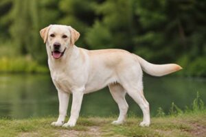 Image of a Domestic Dog in its natural habitat