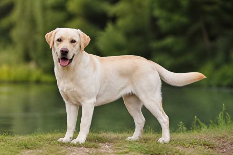 Image of a Domestic Dog in its natural habitat