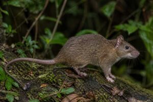 Image of a Drab Atlantic Tree-rat in its natural habitat