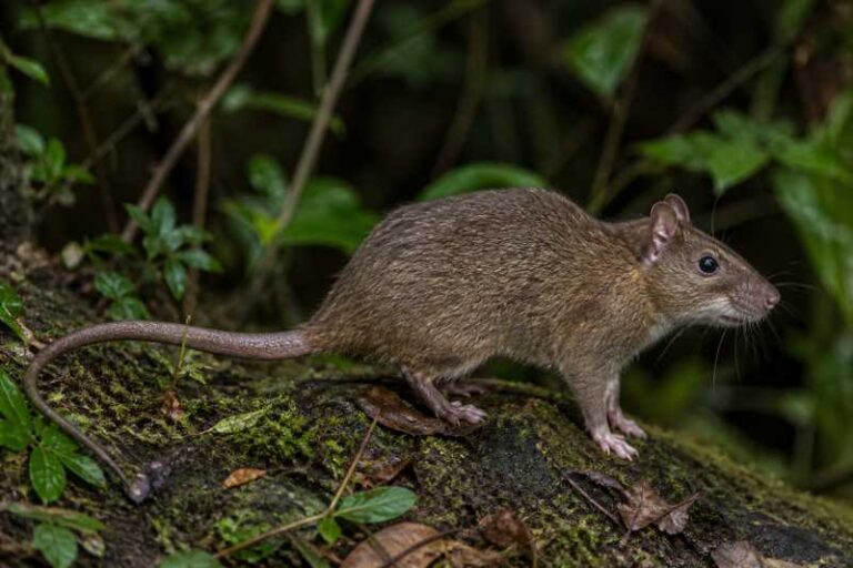 Image of a Drab Atlantic Tree-rat in its natural habitat